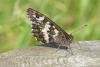 Brintesia circe